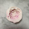 Peonia